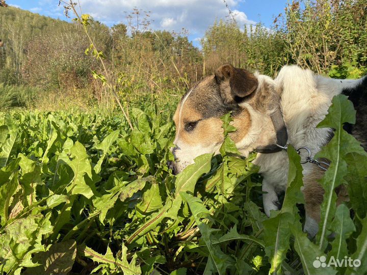 Собакам нужен дом, в связи с переездом