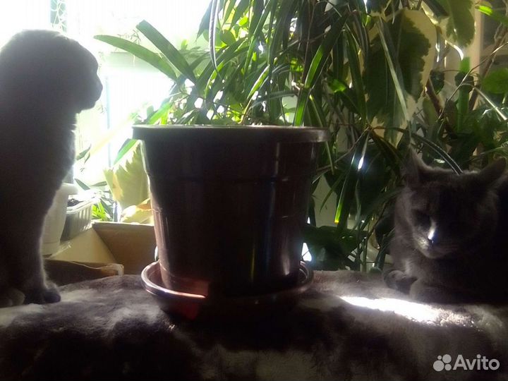 Горшок для цветов