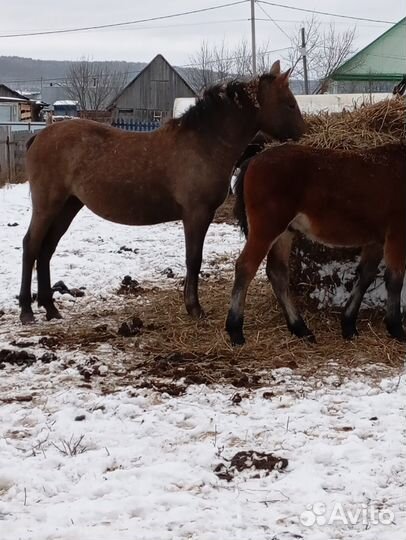 Продам лошадь