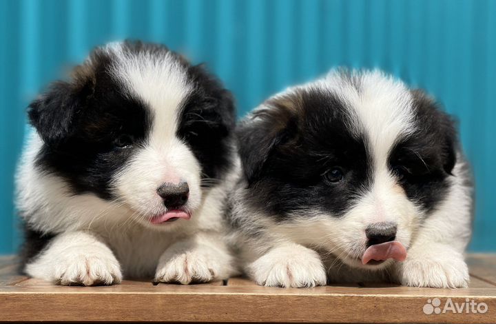 Бордер колли щенки