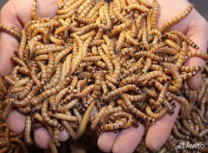 Зофобас (зоофобус, зоофобас), кормовые насекомые