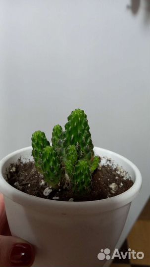 Кактус Сулькоребуция Канигурами