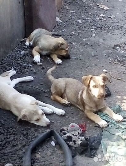 Отдам бесплатно