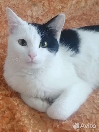 Кот Необыкновенный