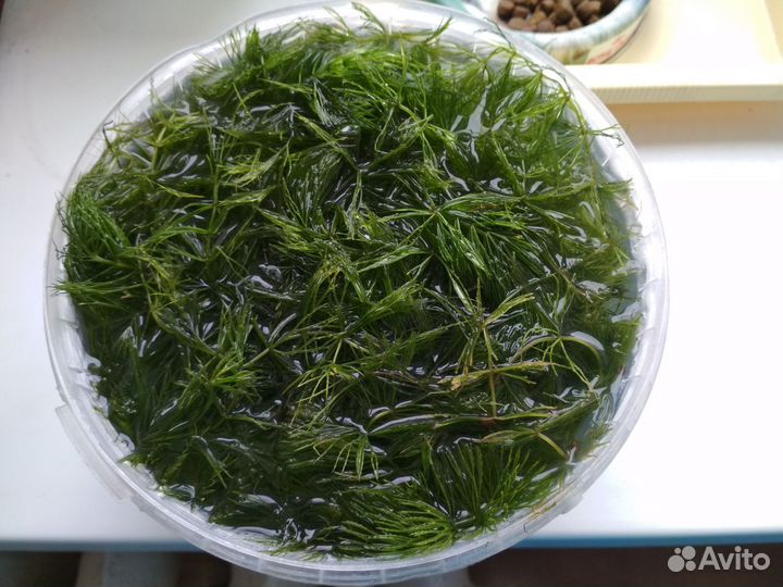 Роголистник