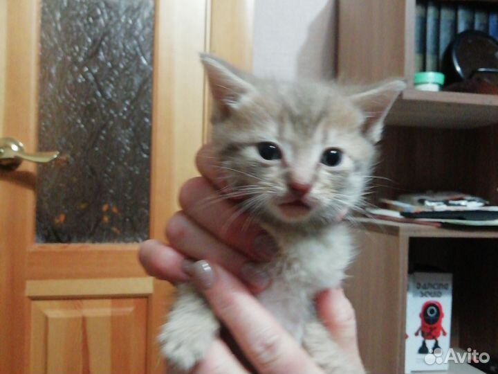 Домашние животные котята