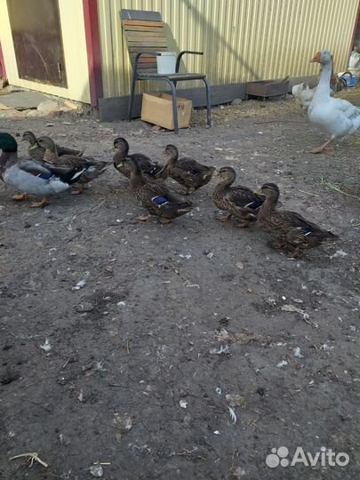 Подсадные утки