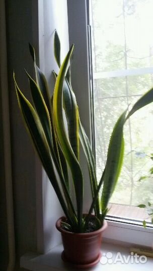 Сансевиерия, сансевьера (Sansevieria), тещин язык