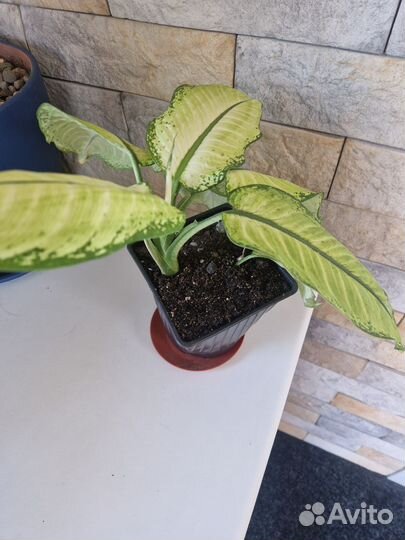 Дифинбахия