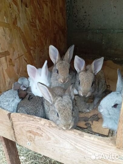 Кролики мясных пород