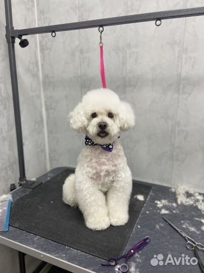 Груминг Передержка Стрижка собак и кошек