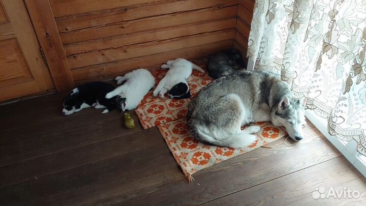 Раздаем щенят