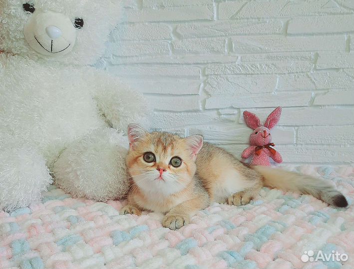 Шотландские котята