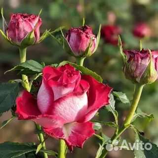 Роза эсмеральда