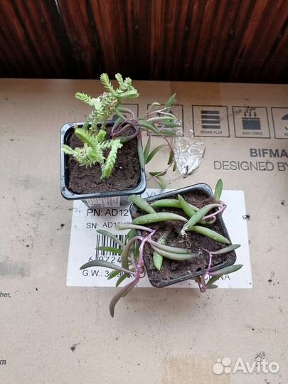 Суккуленты