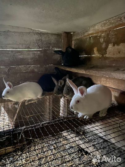 Крольчата