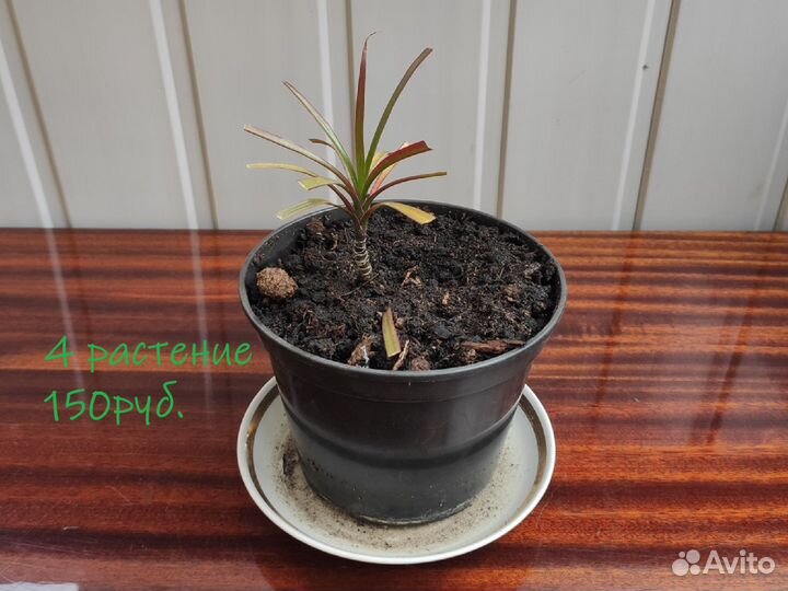 Домашняя пальма Драцена Маргината Биколор