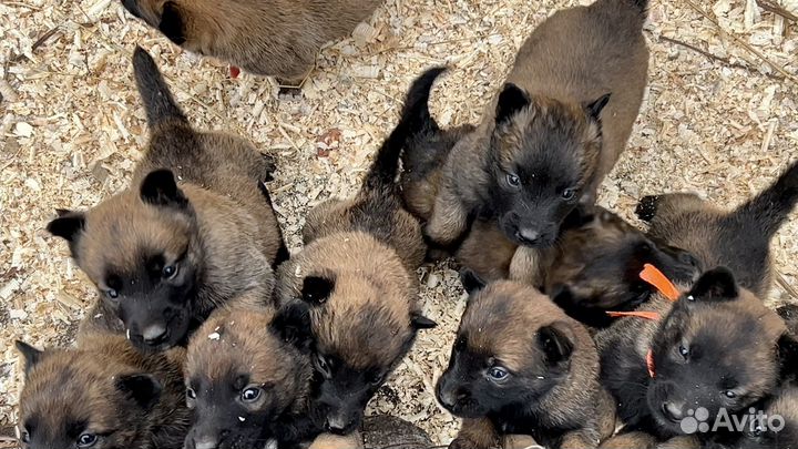 Щенки бельгийской овчарки малинуа из питомника