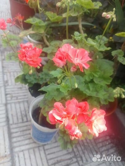 Герань пеларгония