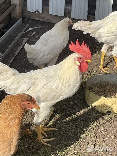 Молодые петухи