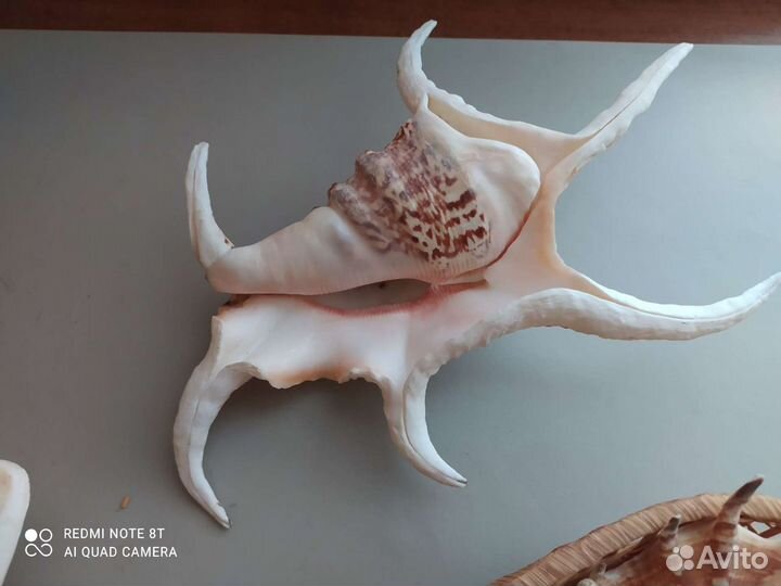 Ракушки большие