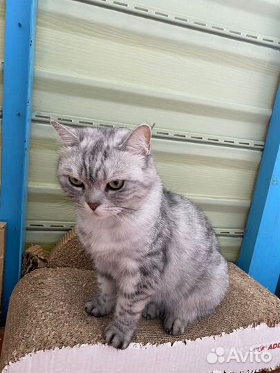 Британская кошка