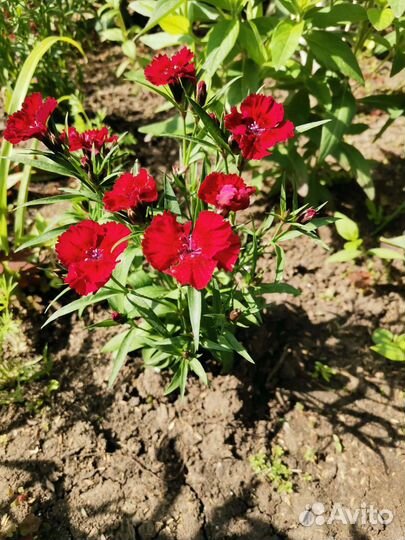 Гвоздика многолетняя