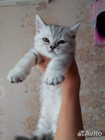 Шотландская кошка