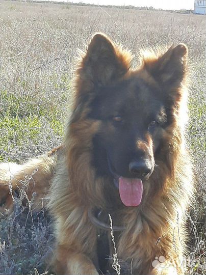 Ищем невесту