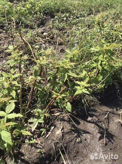 Саженцы ремонтантной малины