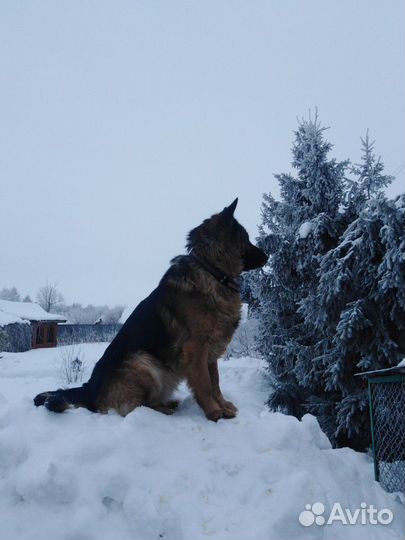 Кобель немецкой овчарки для вязки