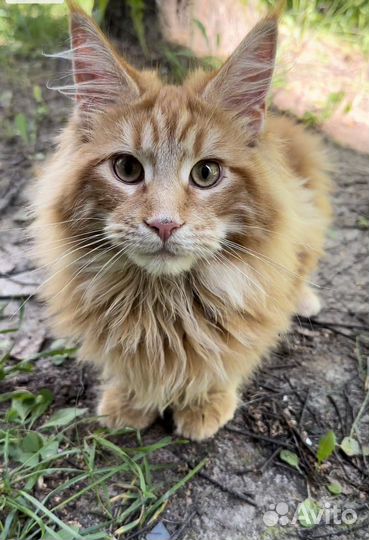 Мейн-кун котик