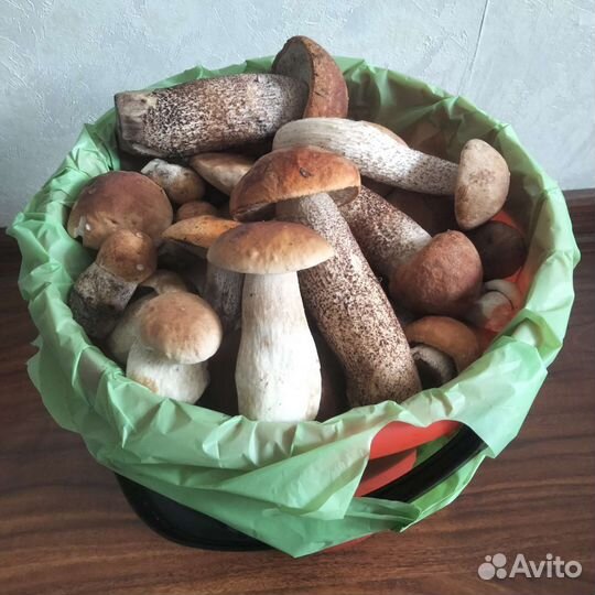 Грибы пока нет