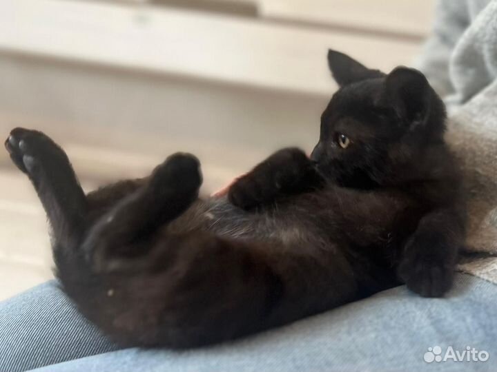 Котодевочка 3 месяца