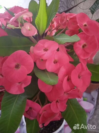 Молочай Миля