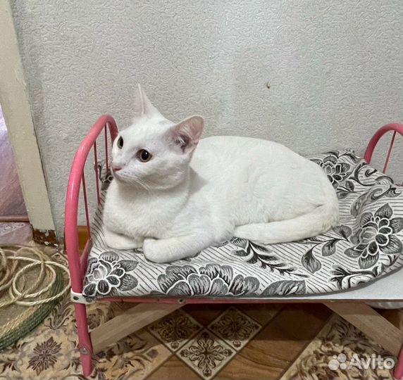 Кот