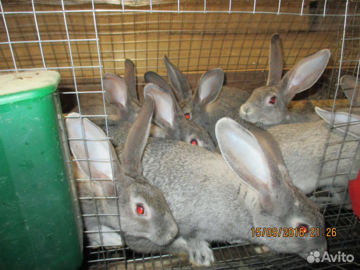 Продам кроликов