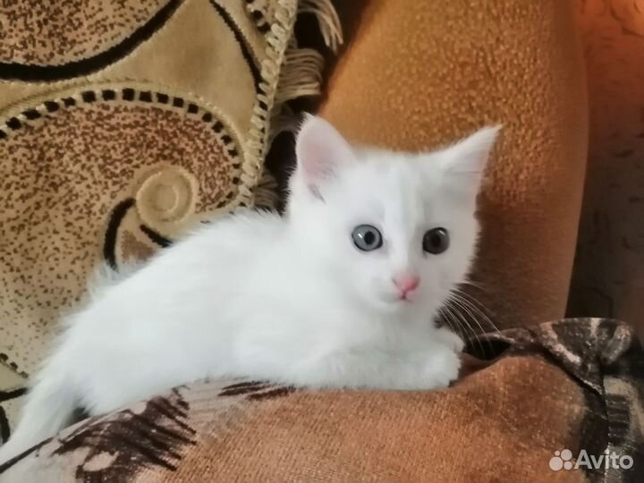 Белая Кошечка