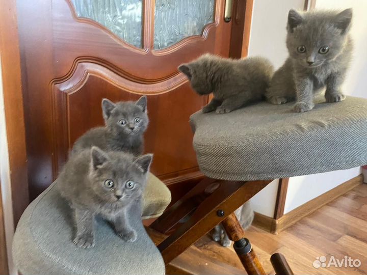 Британские котята