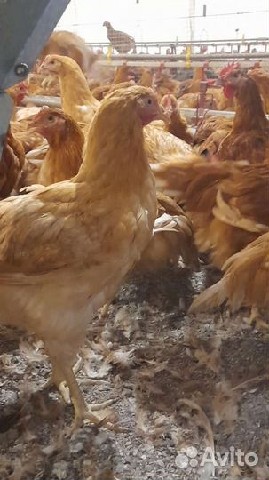 Цыплята бройлеры на мясо