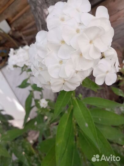 Многолетние садовые цветы