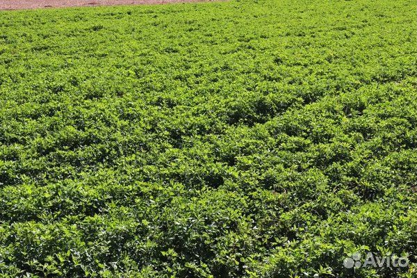 Семена люцерны бажена (элита) Манычская,Багира