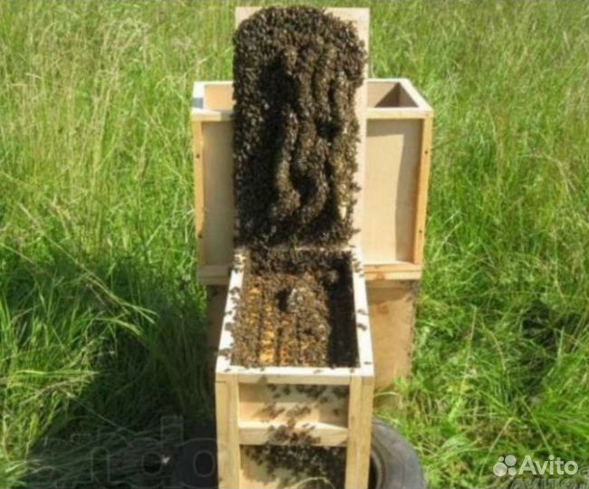 Пчелосемьи