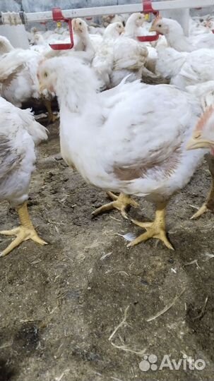 Куры бройлеры