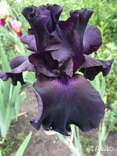 Ирисы бородатые соотоаые