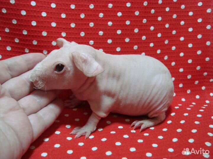 Морская свинка скинни