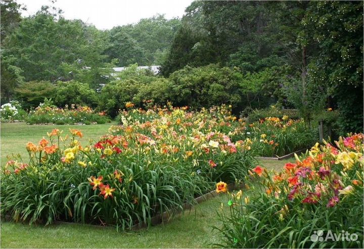 Хосты, лилейники, флоксы, ирисы