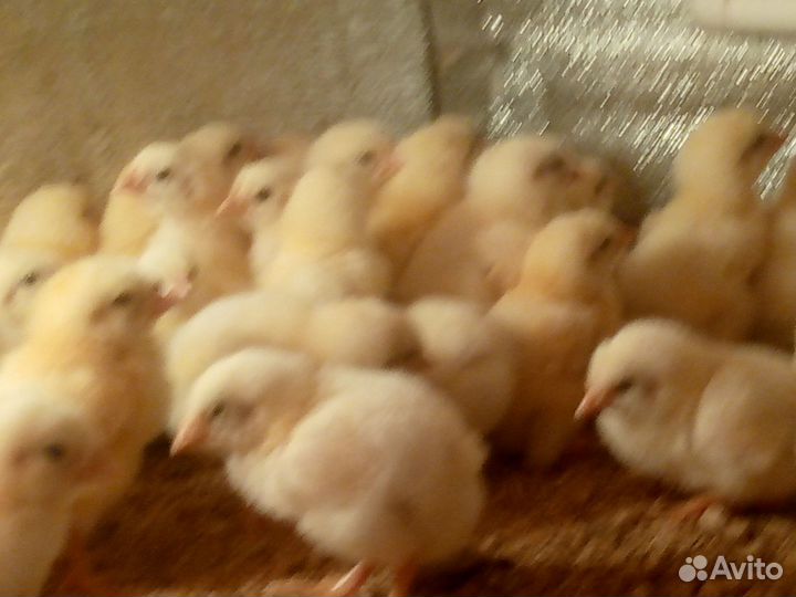 Цыплята бройлеры кобб 500 недельные