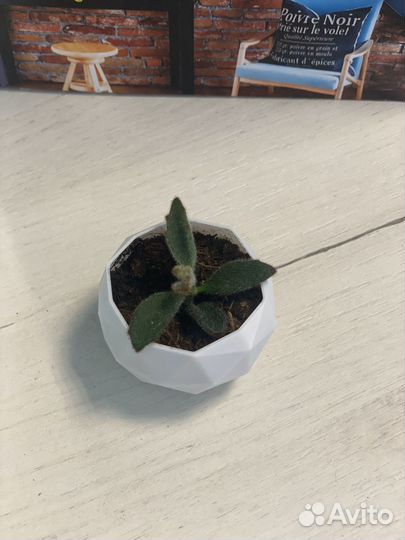 Кашпо на 3D принтере для суккулентов