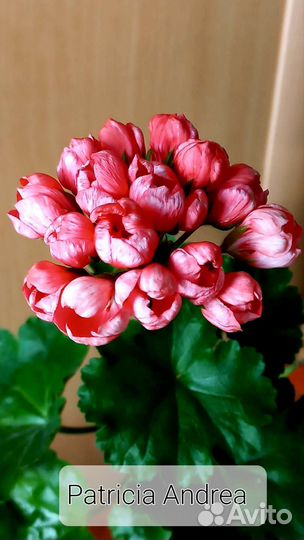 Пеларгония герань